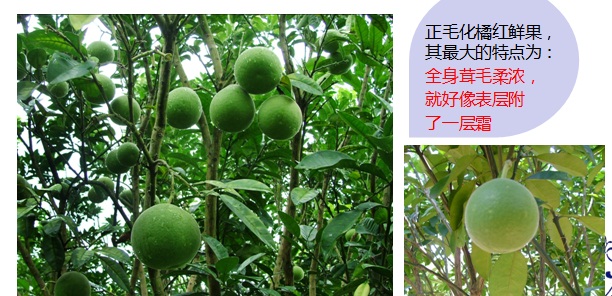 ڡٺ족֪ʶ̽