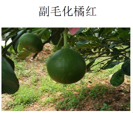 ڡٺ족֪ʶ̽