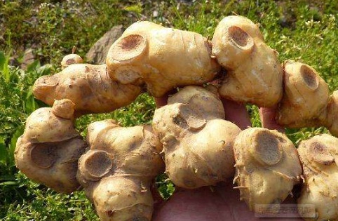【黄精】药材简介 【黄精】药材简介
