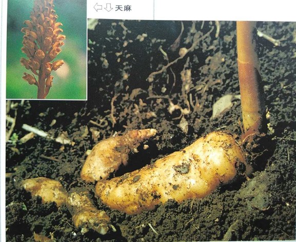 【天麻】简介 【天麻】简介