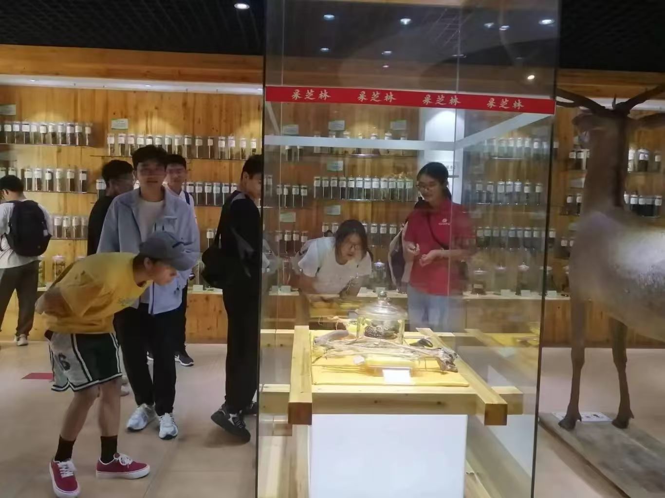 领略千年药香魅力——国际学院药学专业大一大二学生赴采芝林中药文化博物馆学习参观 领略千年药香魅力——国际学院药学专业大一大二学生赴采芝林中药文化博物馆学习参观