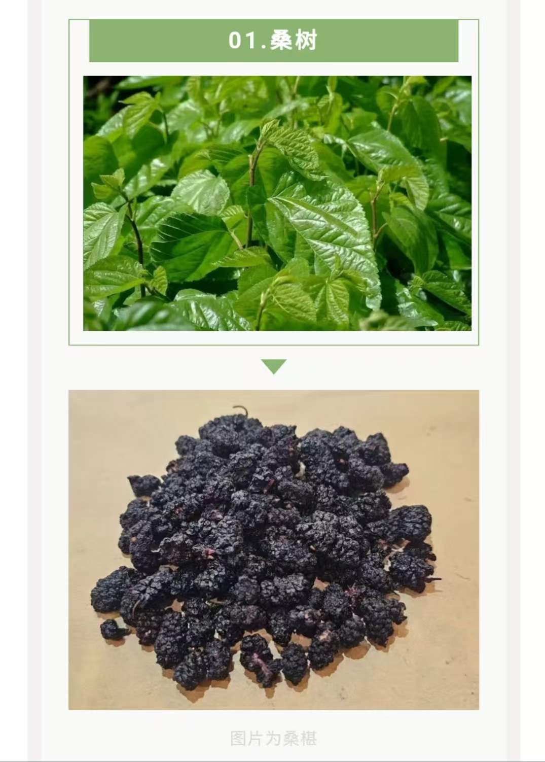 植树节遇见中医药,共启春季健康之路 植树节遇见中医药,共启春季健康之路