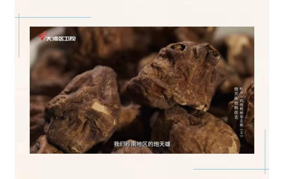 国家广电总局重点项目《岭南中药炮制神奇之旅》展示炮天雄炮制技艺 国家广电总局重点项目《岭南中药炮制神奇之旅》展示炮天雄炮制技艺